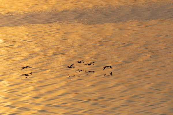 Flamingos Flying Water Picture Wildlife — Stock Photo, Image