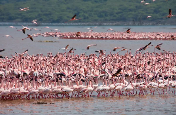 Kenya. Afrika. Nakuru Milli Parkı. Gölü Bogoria Ulusal Rezerv. Vahşi flamingolar