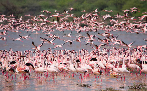 Kenya. Africa. Nakuru National Park. Lake Bogoria National Reserve. Wild flamingos