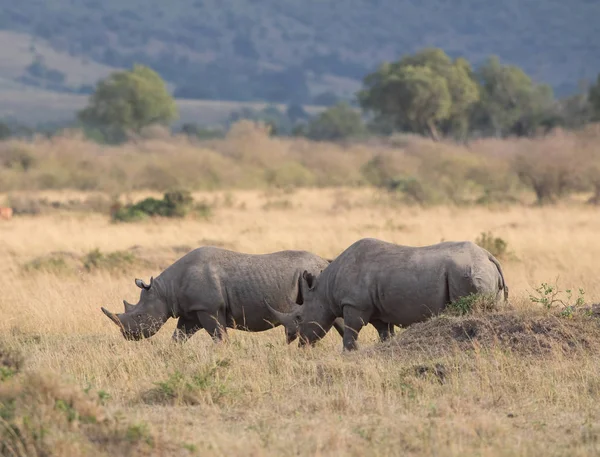 Neushoorns Savanne Goed Beeld Van Het Wild — Stockfoto