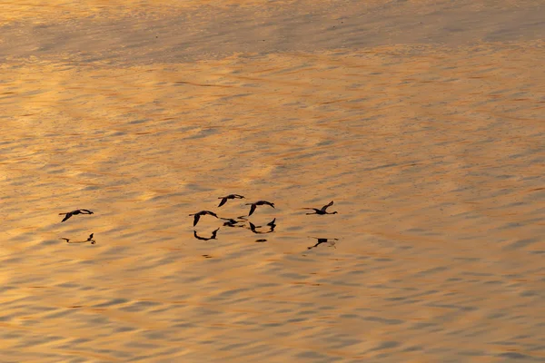 Flamingos Flying Water Picture Wildlife — Stock Photo, Image