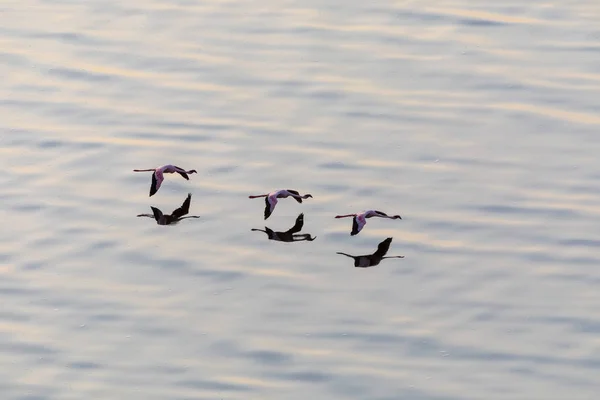 Flamingolar Suyun Üstünde Uçuyor Yaban Hayatı Resim — Stok fotoğraf