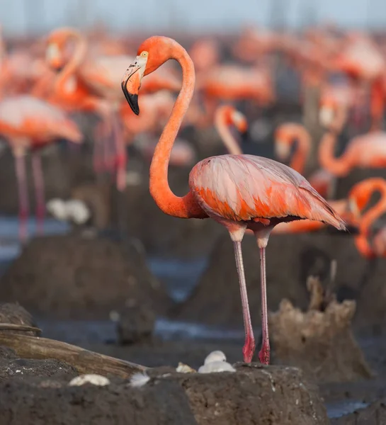 Oiseaux Sauvages Flamants Roses Kenya Afrique Parc National Nakuru Réserve — Photo