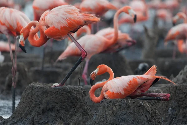 Aves Silvestres Flamencos Kenia África Parque Nacional Nakuru Reserva Nacional —  Fotos de Stock