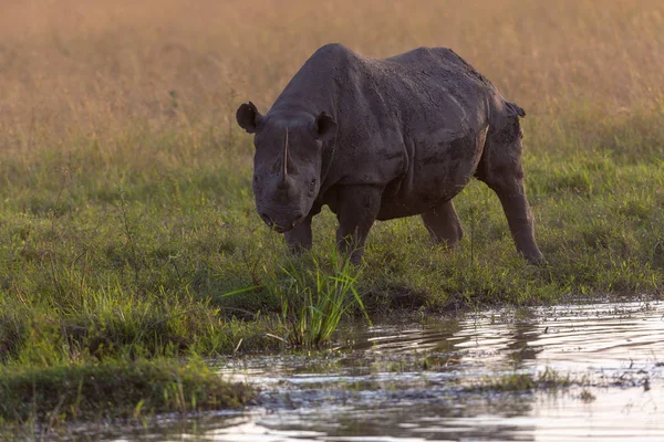 Gergedan Savana Afrika Milli Park Içinde — Stok fotoğraf