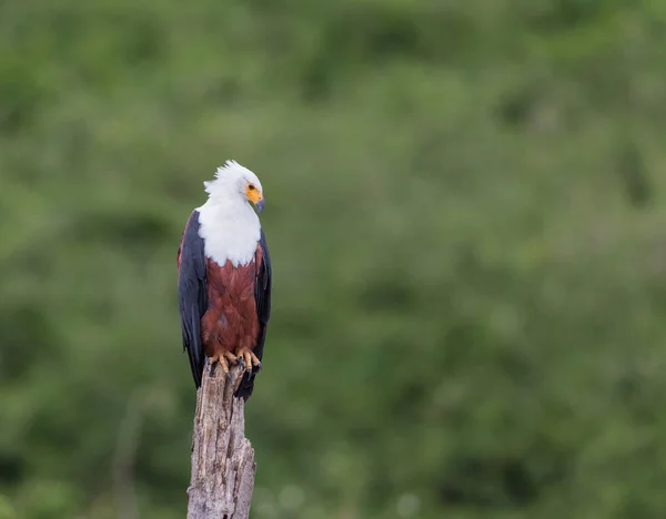 Afrikanska Fish Eagle Sitter Ett Träd Med Byte — Stockfoto