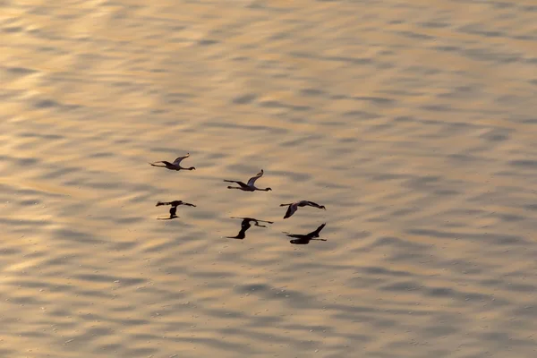 Φλαμίνγκο Πετούν Πάνω Από Νερό Εικόνα Της Άγριας Ζωής — Φωτογραφία Αρχείου