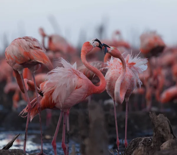 Aves Silvestres Flamencos Kenia África Parque Nacional Nakuru Reserva Nacional —  Fotos de Stock