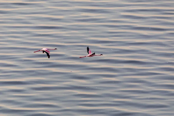 Flamingos Flying Water Picture Wildlife Royalty Free Stock Images