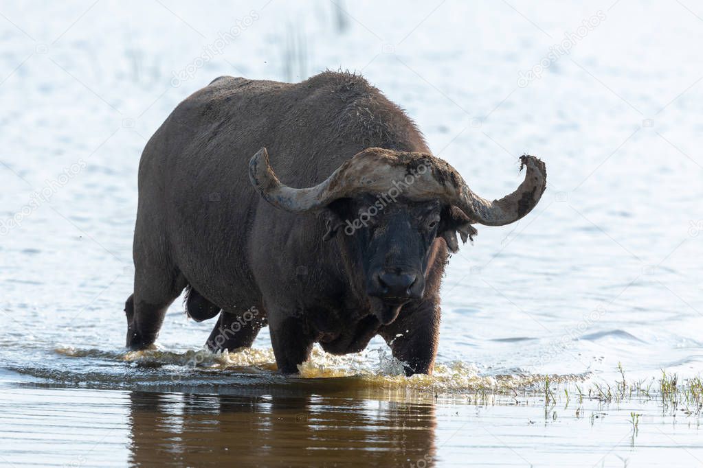 Wild buffalo is walking in water