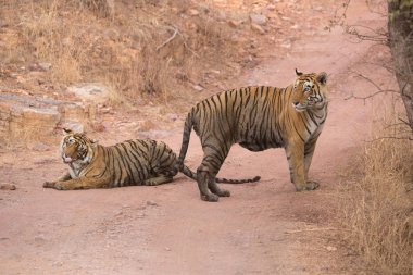  Hint Kaplanları Bandhavgarh Milli Parkı'nda. Afrika