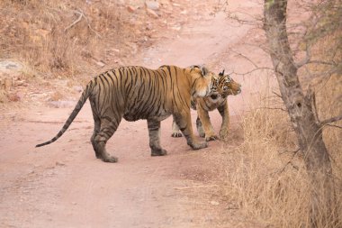  Hint Kaplanları Bandhavgarh Milli Parkı'nda. Afrika