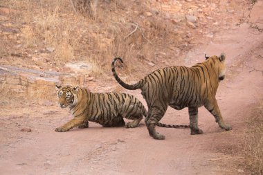 Hint Kaplanları Bandhavgarh Milli Parkı'nda. Afrika