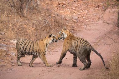  Hint Kaplanları Bandhavgarh Milli Parkı'nda. Afrika