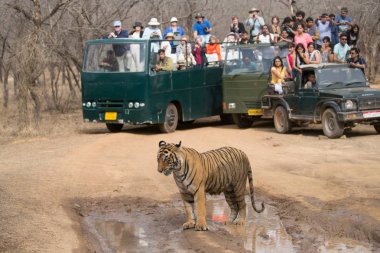 Hindistan - Mart 2016: Bir turist bir kaplan resimlerini ateş ediyorlar. Nasıl insanlar vahşi hayvanlarla iletişim kurabileceğimiz gösteren mükemmel bir görüntü.