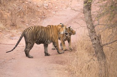  Hint Kaplanları Bandhavgarh Milli Parkı'nda. Afrika