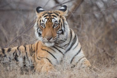  Doğal yaşam alanı içinde Hint kaplan. Yumuşak ışık mükemmel bir örnektir