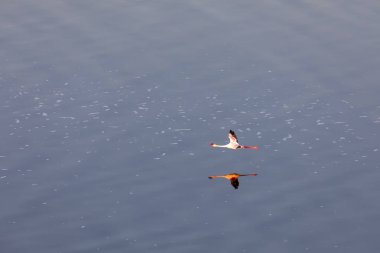Flamingo suyun üzerinde uçuyor. Yaban hayatı resmi.  