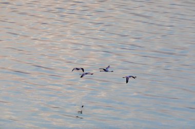 Flamingolar suyun üstünde uçuyor. Yaban hayatı resim.  
