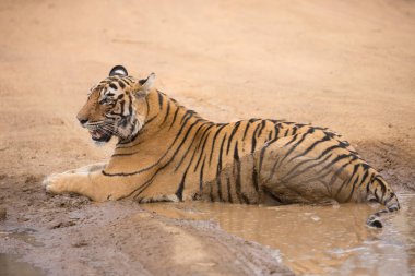  Bandhavgarh Milli Parkı içinde yalan Hint kaplan 