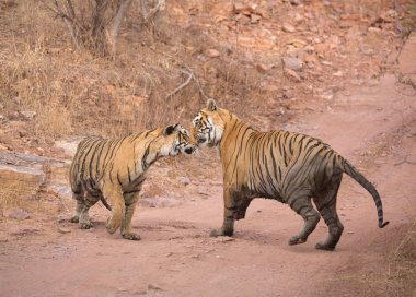  Hint Kaplanları Bandhavgarh Milli Parkı'nda. Afrika