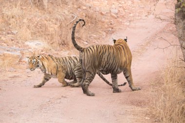  Hint Kaplanları Bandhavgarh Milli Parkı'nda. Afrika