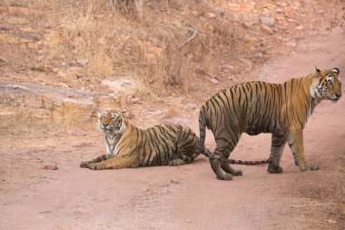  Hint Kaplanları Bandhavgarh Milli Parkı'nda. Afrika