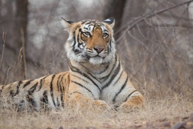  Doğal yaşam alanı içinde Hint kaplan. Yumuşak ışık mükemmel bir örnektir