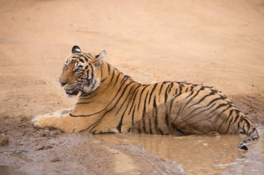  Bandhavgarh Milli Parkı içinde yalan Hint kaplan 