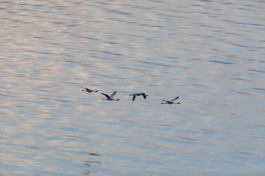 Flamingolar suyun üstünde uçuyor. Yaban hayatı resim.  