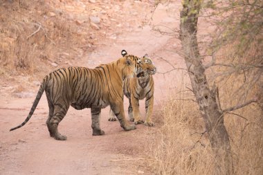  Hint Kaplanları Bandhavgarh Milli Parkı'nda. Afrika