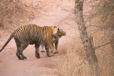  Hint Kaplanları Bandhavgarh Milli Parkı'nda. Afrika