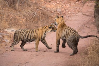  Hint Kaplanları Bandhavgarh Milli Parkı'nda. Afrika