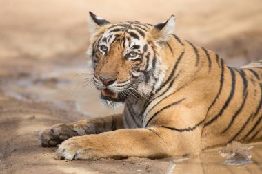  Bandhavgarh Milli Parkı içinde yalan Hint kaplan 