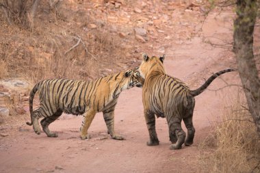  Hint Kaplanları Bandhavgarh Milli Parkı'nda. Afrika