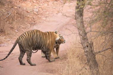  Hint Kaplanları Bandhavgarh Milli Parkı'nda. Afrika