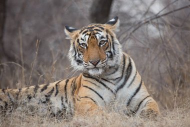  Doğal yaşam alanı içinde Hint kaplan. Yumuşak ışık mükemmel bir örnektir