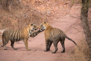  Hint Kaplanları Bandhavgarh Milli Parkı'nda. Afrika