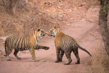  Hint Kaplanları Bandhavgarh Milli Parkı'nda. Afrika