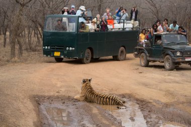 Hindistan - Mart 2016: Bir turist bir kaplan resimlerini ateş ediyorlar. Nasıl insanlar vahşi hayvanlarla iletişim kurabileceğimiz gösteren mükemmel bir görüntü.