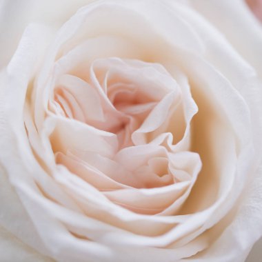 Güzel beyaz gül, yakın çekim