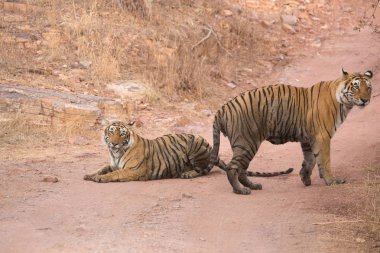  Hint Kaplanları Bandhavgarh Milli Parkı'nda. Afrika
