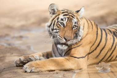  Bandhavgarh Milli Parkı içinde yalan Hint kaplan 