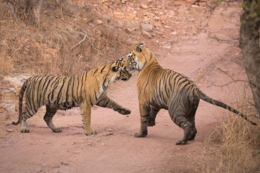  Hint Kaplanları Bandhavgarh Milli Parkı'nda. Afrika