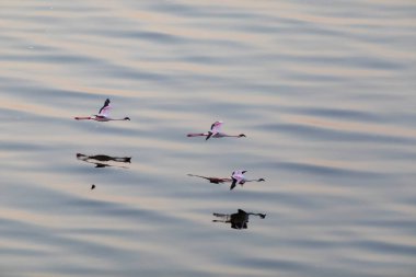 Flamingolar suyun üstünde uçuyor. Yaban hayatı resim.  