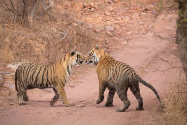  Hint Kaplanları Bandhavgarh Milli Parkı'nda. Afrika