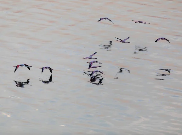 Flamingos Flying Water Picture Wildlife — Stock Photo, Image