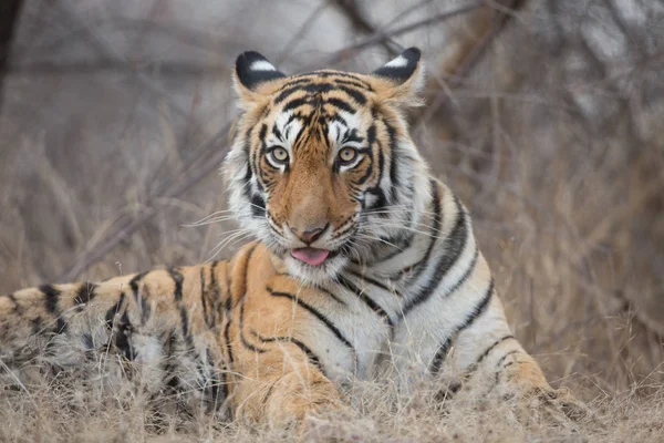 Indian Tiger Natural Habitat Excellent Illustration Soft Light — Stock Photo, Image