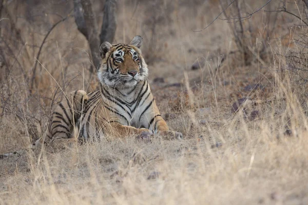 Tigre Indien Couché Dans Parc National Bandhavgarh — Photo