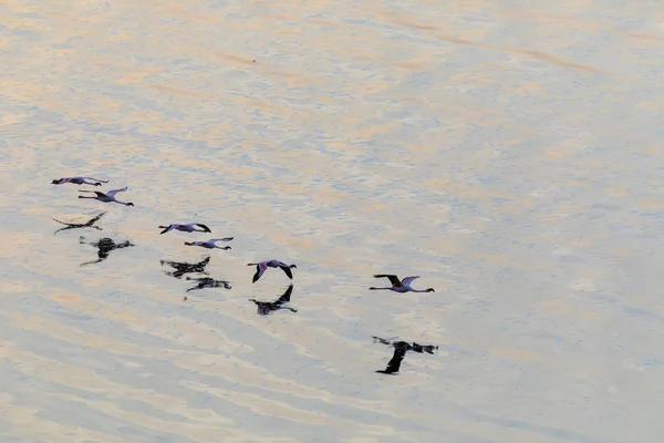 Fenicotteri Volano Sopra Acqua Immagine Della Fauna Selvatica — Foto Stock